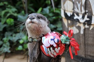 サンシャイン水族館のクリスマス オーナメントで遊ぶカワウソ ピングーとコラボしたツリーも ファッションプレス