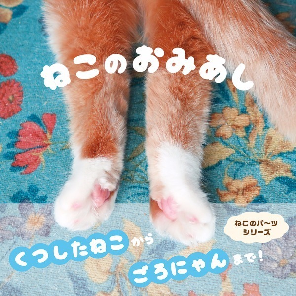 写真集『ねこのおみあし』“くつしたねこ”から“ごろにゃん”まで、魅力たっぷりな後ろ足に注目｜写真1