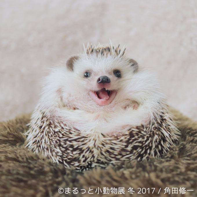 写真展「まるっと小動物展 冬 2017」浅草橋で - ハリネズミやリスなど