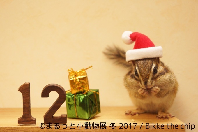 写真展「まるっと小動物展 冬 2017」浅草橋で - ハリネズミやリスなど、愛くるしい小動物に焦点｜写真2