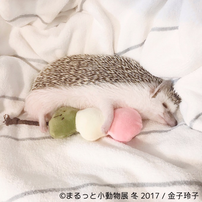 写真展「まるっと小動物展 冬 2017」浅草橋で - ハリネズミやリスなど、愛くるしい小動物に焦点｜写真13