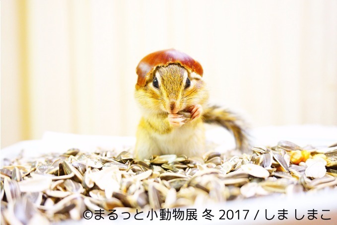 写真展「まるっと小動物展 冬 2017」浅草橋で - ハリネズミやリスなど、愛くるしい小動物に焦点｜写真11