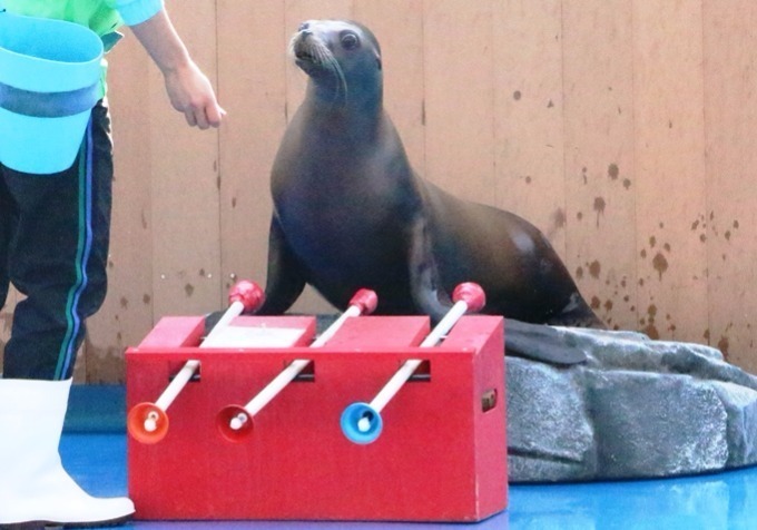 「仙台うみの杜水族館」、360度プロジェクションマッピング×魚25,000匹のクリスマスショー｜写真12