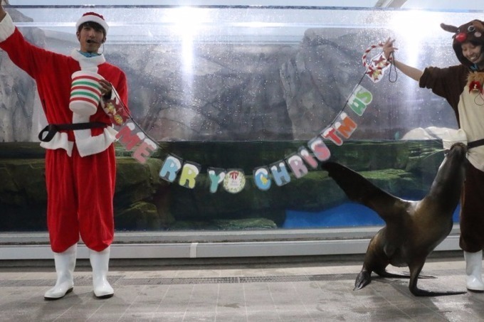 「仙台うみの杜水族館」、360度プロジェクションマッピング×魚25,000匹のクリスマスショー｜写真8