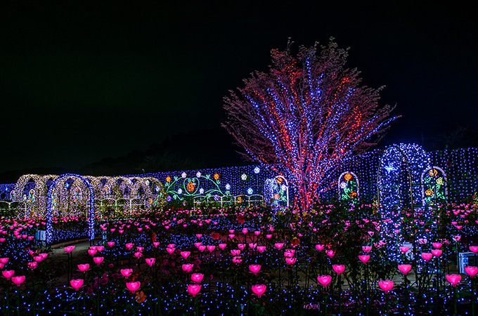 栃木・あしかがフラワーパークのイルミネーション「光の花の庭～フラワーファンタジー2017～」｜写真3