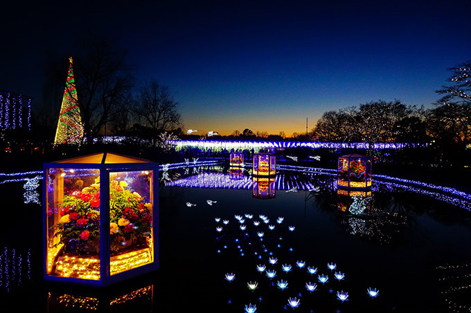 栃木・あしかがフラワーパークのイルミネーション「光の花の庭～フラワーファンタジー2017～」｜写真5