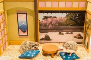 ハリネズミと触れ合えるカフェ「ちくちくCAFE」渋谷にオープン、ドール 