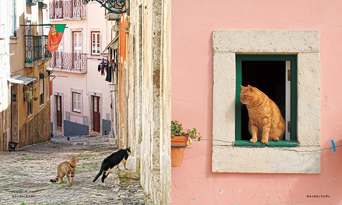 写真集『世界の街猫』美しい街の風景＆そこで暮らす猫たちを特集