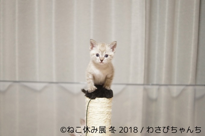 「ねこ休み展 冬 2018」が東京・浅草橋で - 350点以上の作品展示ほかオリジナルグッズも｜写真35