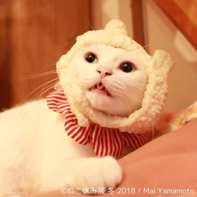 「ねこ休み展 冬 2018」が東京・浅草橋で - 350点以上の作品展示ほかオリジナルグッズも｜写真16