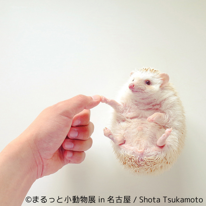 写真展「まるっと⼩動物展」が名古屋に - ハリネズミやリスなどに加えフクロモモンガ新登場｜写真4