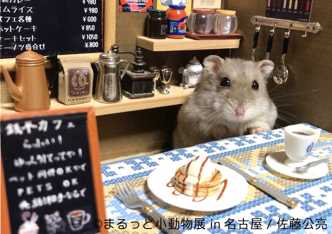 写真展「まるっと⼩動物展」が名古屋に - ハリネズミやリスなどに加えフクロモモンガ新登場｜写真8