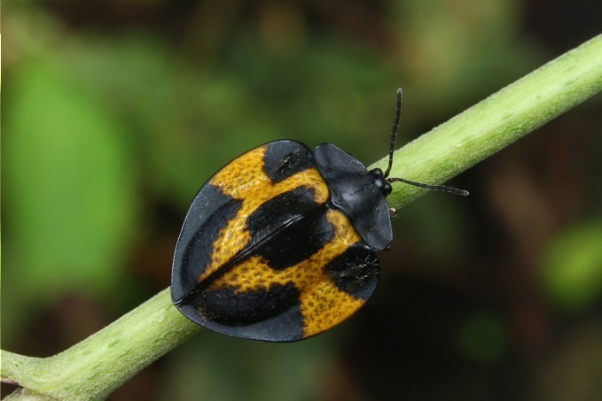 写真3/6｜国立科学博物館初「昆虫」にフォーカスした大規模特別展を