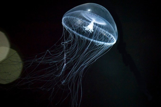 海遊館、新クラゲエリア「海月銀河」オープン - 宇宙にいるような浮遊感をクラゲと体感｜写真2