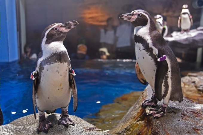 新江ノ島水族館の限定展示「恋する“えのすい”」クラゲが泳ぐワイングラスツリーやバレンタイン仕様の水槽｜写真9