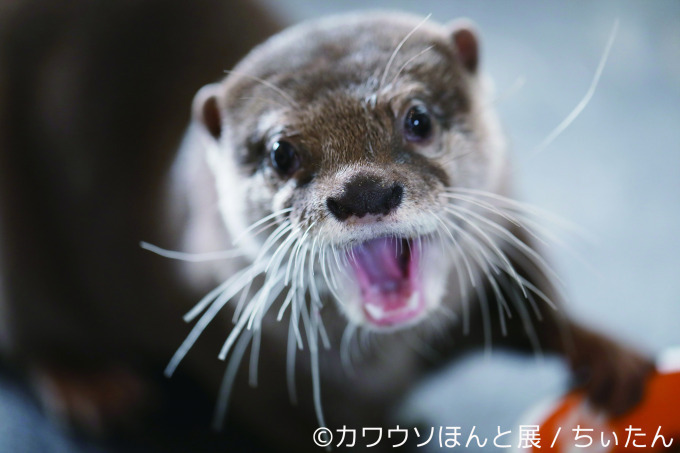 「カワウソほんと展」初の巡回展が名古屋に - カワウソの写真や限定グッズ、東京で新作展も｜写真6