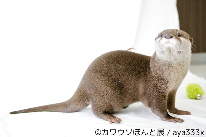 写真1 15 カワウソほんと展 初の巡回展が名古屋に カワウソの写真や限定グッズ 東京で新作展も ファッションプレス