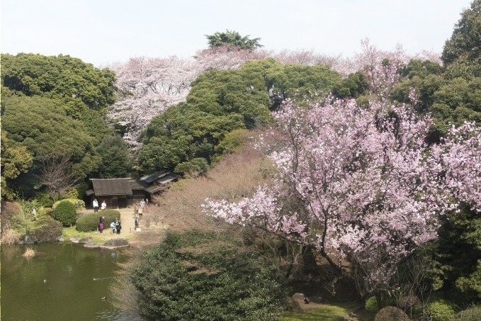 「博物館でお花見を」上野の東京国立博物館で、400年前の花見を描いた国宝＆庭園に咲く約10種類の桜｜写真11