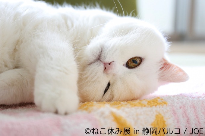 「ねこ休み展 in 静岡パルコ」開催、巨大"猫"絵馬や彫刻スター猫など人気企画が目白押し｜写真16