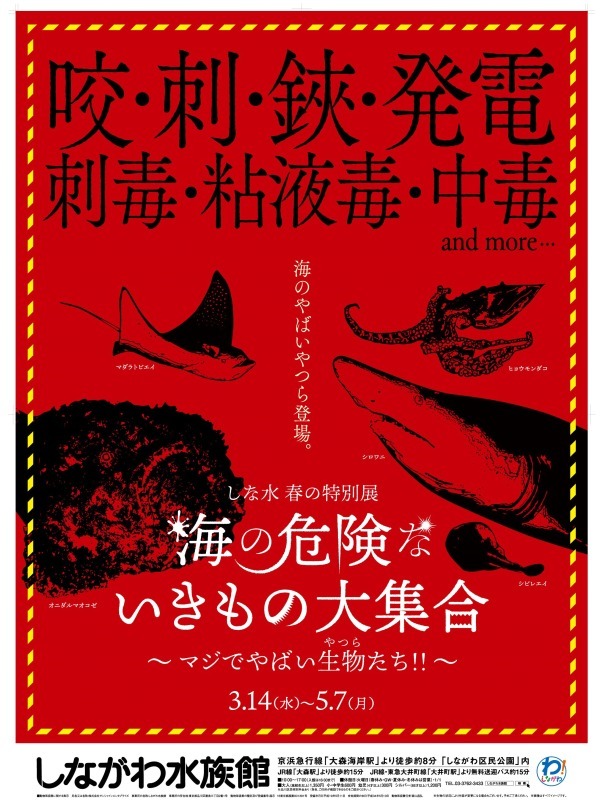 しながわ水族館「海の危険ないきもの大集合～マジでやばい生物たち！！」猛毒のヒョウ柄タコなど｜写真9