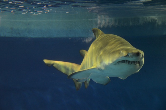 しながわ水族館「海の危険ないきもの大集合～マジでやばい生物たち！！」猛毒のヒョウ柄タコなど｜写真5