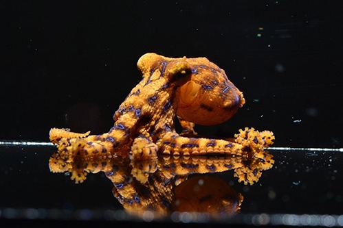 しながわ水族館の特別展 しな水の危険ないきもの大集合 世界最強の猛毒を持つ魚など ファッションプレス