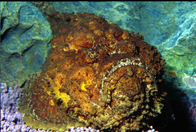 しながわ水族館「海の危険ないきもの大集合～マジでやばい生物たち！！」猛毒のヒョウ柄タコなど｜写真2