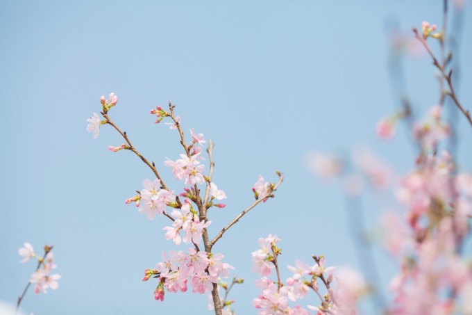 「桜ピクニックガーデン」目黒で開催、東京を一望できるルーフトップで持ち込み自由のお花見｜写真2