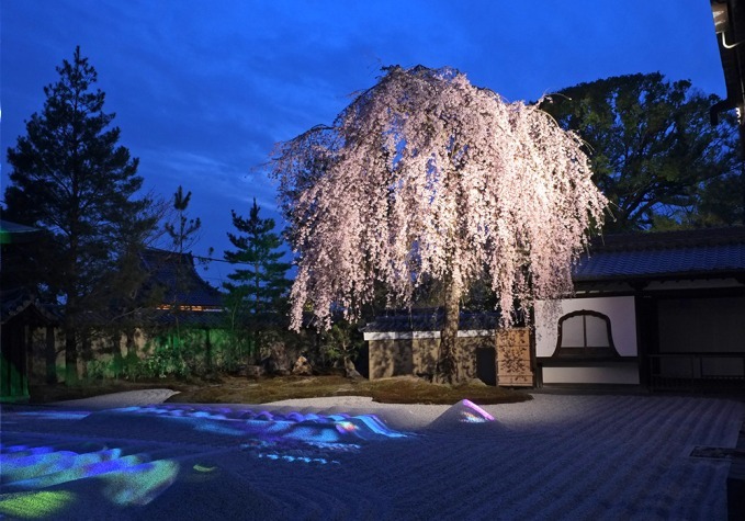 京都 高台寺にて 春の特別拝観 プロジェクションマッピング ライトアップで楽しむ夜桜 ファッションプレス