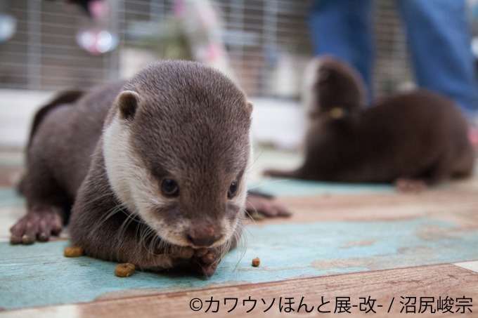 「カワウソほんと展 -改-」東京・浅草橋で、作品展示のほか1,000点超のグッズ販売も｜写真7