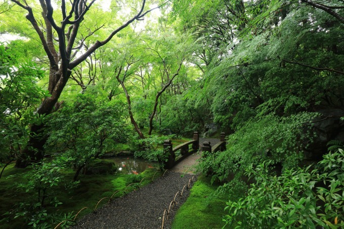 京都・瑠璃光院で初の“青もみじ”ライトアップ、通常非公開の人気寺院で楽しむ初夏の京都｜写真3