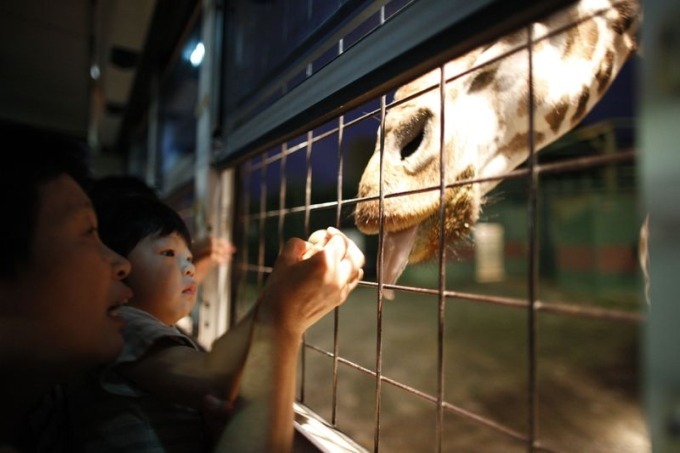 「ナイトサファリ」暗闇から現れる野生動物＆草食動物にエサやり体験、那須サファリパークで｜写真4