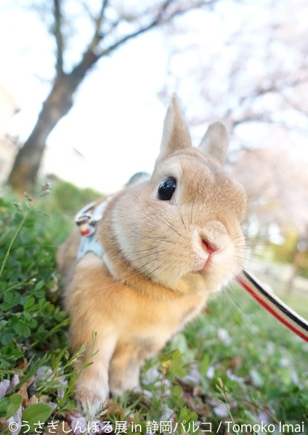 「うさぎしんぼる展」静岡パルコに巡回、うさぎの写真やグッズ集結&『ピーターラビット』コラボブースも｜写真7