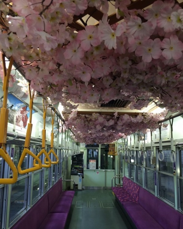 京都・嵐電「夜桜電車」が運行、約200mにわたる“桜のトンネル”を車窓から眺めて｜写真2