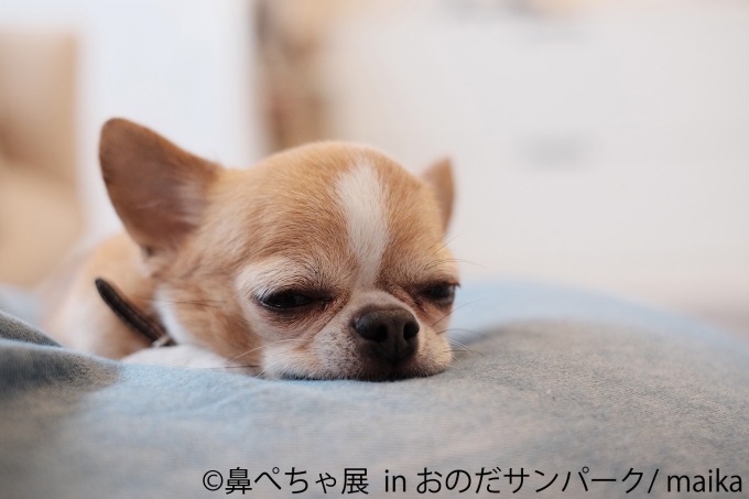 「鼻ぺちゃ展」が山口に初巡回 - パグやシーズーなど、”鼻ぺちゃ犬”の写真＆グッズが集結｜写真12