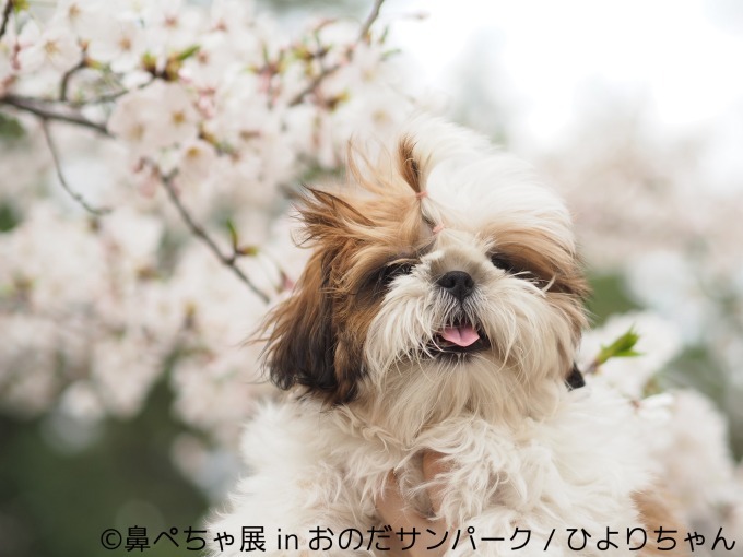 「鼻ぺちゃ展」が山口に初巡回 - パグやシーズーなど、”鼻ぺちゃ犬”の写真＆グッズが集結｜写真13