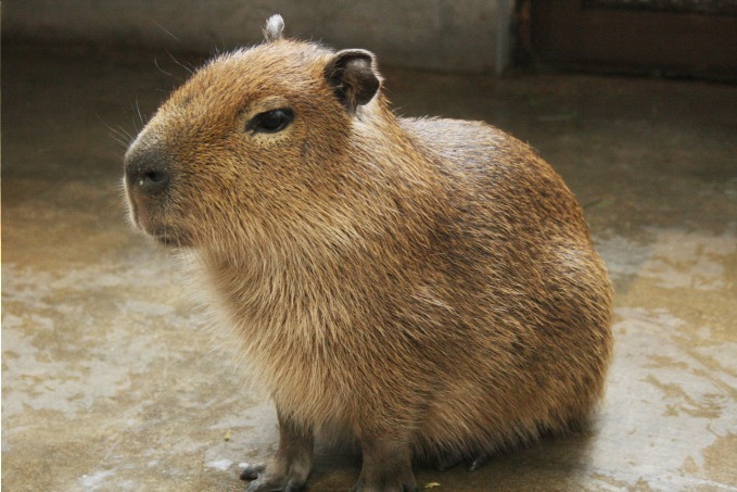 「もふもふ広場」がサンシャイン水族館に - アルパカやウサギなど“もふっ”とした生き物とふれあい体験｜写真3