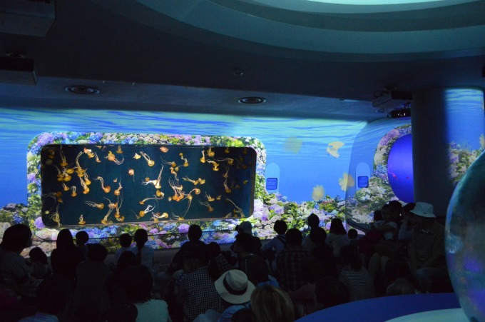 新江ノ島水族館で海の生き物と“あじさい”のコラボ展示 - クラゲショーも特別仕様に｜写真3