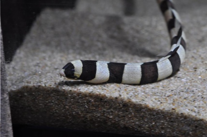 サンシャイン水族館で「化ケモノ展」“擬態”する生き物たちをテーマにした特別展｜写真6