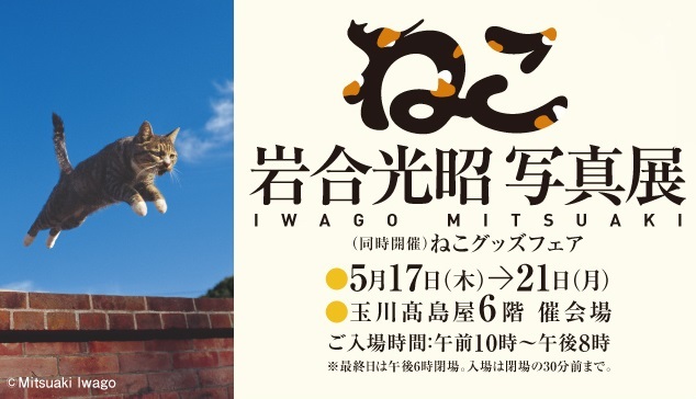 岩合光昭の写真展「ねこ」玉川髙島屋で開催 - 愛くるしい猫の姿を収めた写真170点｜写真6