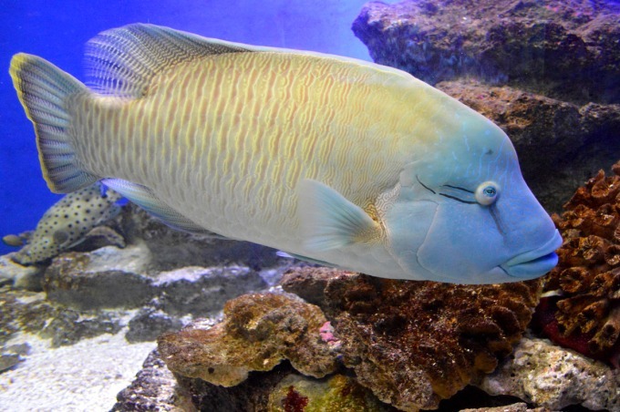 新江ノ島水族館“カピバラ”テーマの新展示「カピバラ～陽だまりの草原～」スタート | 写真