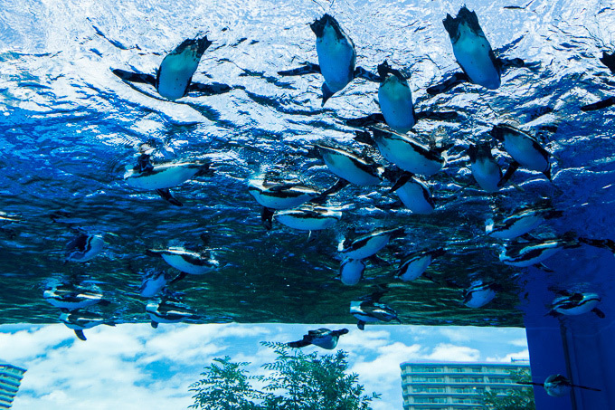 サンシャイン水族館にビアガーデン「天空酒場2018」ペンギンとお酒を｜写真2