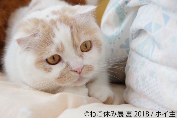 写真物販展「ねこ休み展」夏の本祭が東京・浅草橋で - 過去最大規模、新作展示のほか限定グッズも｜写真18