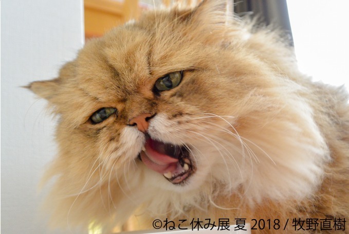 写真物販展「ねこ休み展」夏の本祭が東京・浅草橋で - 過去最大規模、新作展示のほか限定グッズも｜写真22