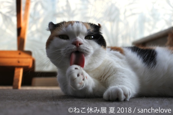 写真物販展「ねこ休み展」夏の本祭が東京・浅草橋で - 過去最大規模、新作展示のほか限定グッズも｜写真10