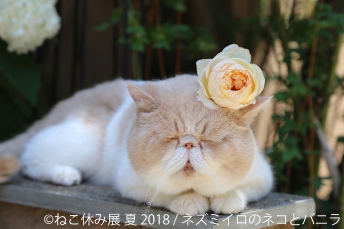 写真物販展「ねこ休み展」夏の本祭が東京・浅草橋で - 過去最大規模、新作展示のほか限定グッズも｜写真14