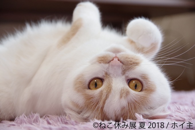 写真物販展「ねこ休み展」夏の本祭が東京・浅草橋で - 過去最大規模、新作展示のほか限定グッズも｜写真19