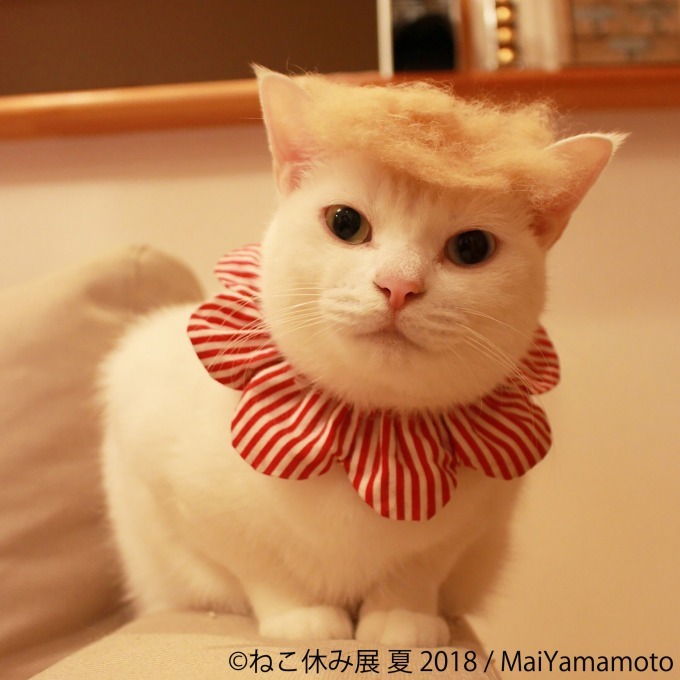 写真物販展「ねこ休み展」夏の本祭が東京・浅草橋で - 過去最大規模、新作展示のほか限定グッズも｜写真5