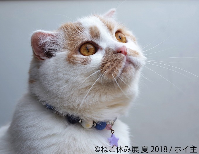 写真物販展「ねこ休み展」夏の本祭が東京・浅草橋で - 過去最大規模、新作展示のほか限定グッズも｜写真16