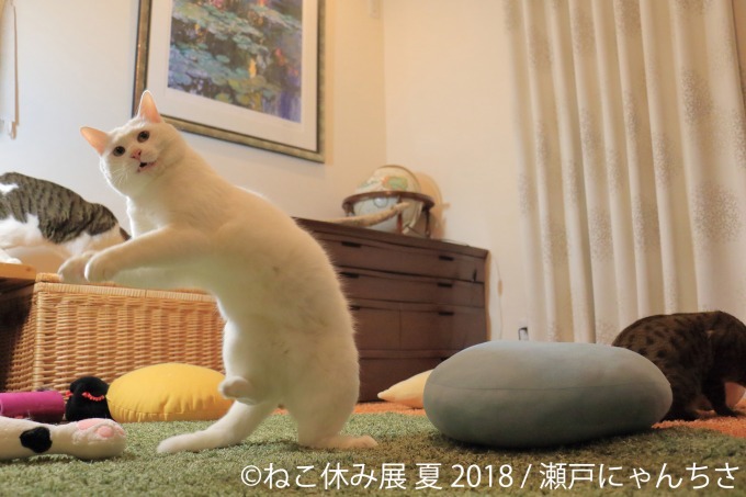 写真物販展「ねこ休み展」夏の本祭が東京・浅草橋で - 過去最大規模、新作展示のほか限定グッズも｜写真21